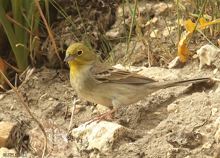   Cinereous Bunting Emberiza cineracea ,Susita,Golan 25-03-12 Lior Kislev           